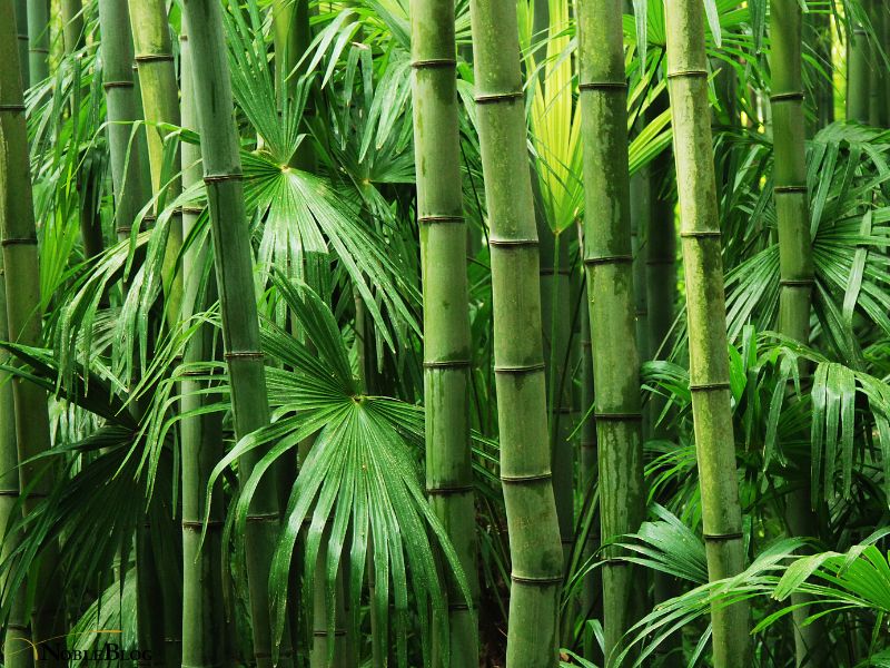 Bambus Titelbild